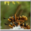 Conops quadrifasciatus - Dickkopffliege 05.jpg